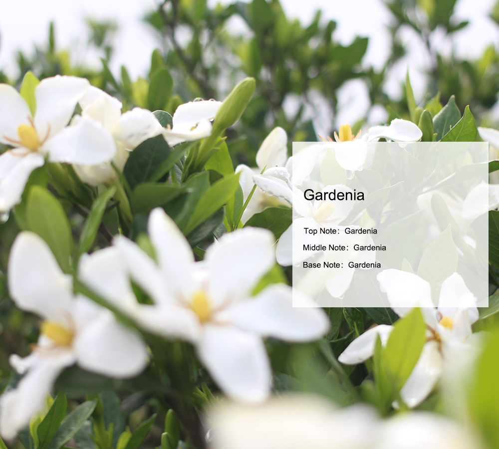 Gardenia Oil | Fragrances - Unique Aroma
