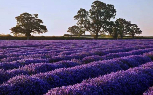 LAVENDER ESSENTIAL OIL MARKET FORECAST REPORT 2026: INDUSTRY REVENUE AND OUTLOOK BY PRODUCT,APPLICATION & KEYPLAYERS